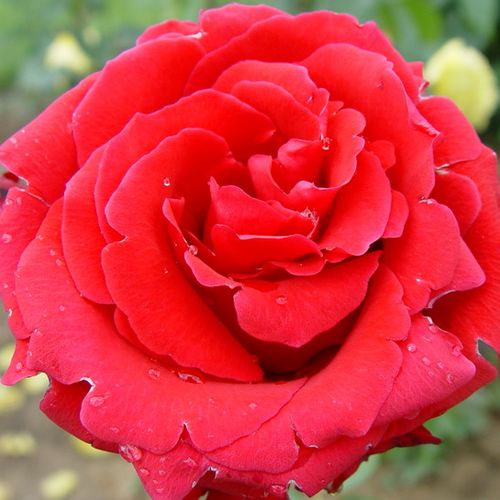 80-100 cm - Rózsa - Red Berlin - Online rózsa vásárlás